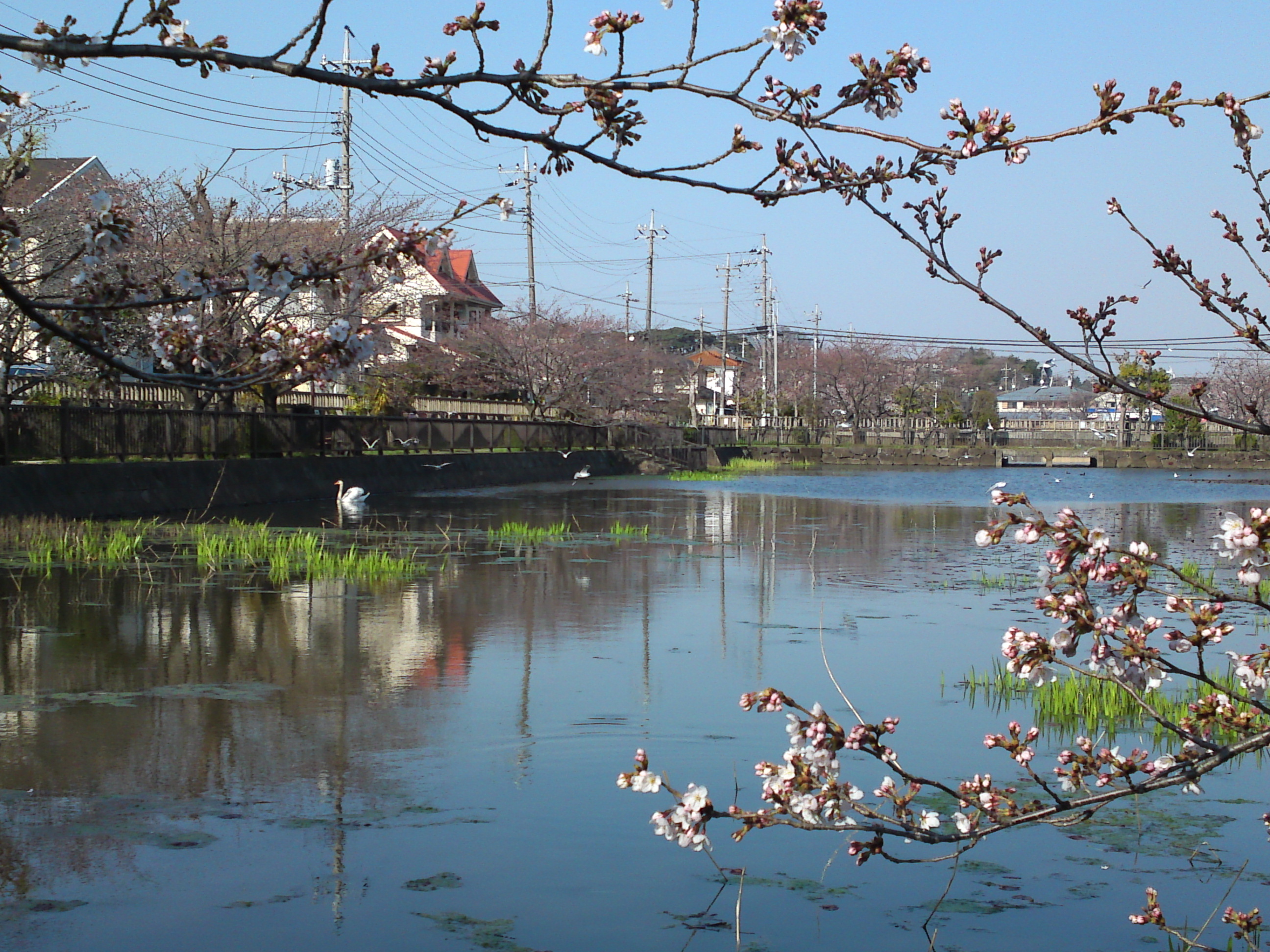 2018年こざと公園咲く桜の花と水鳥６