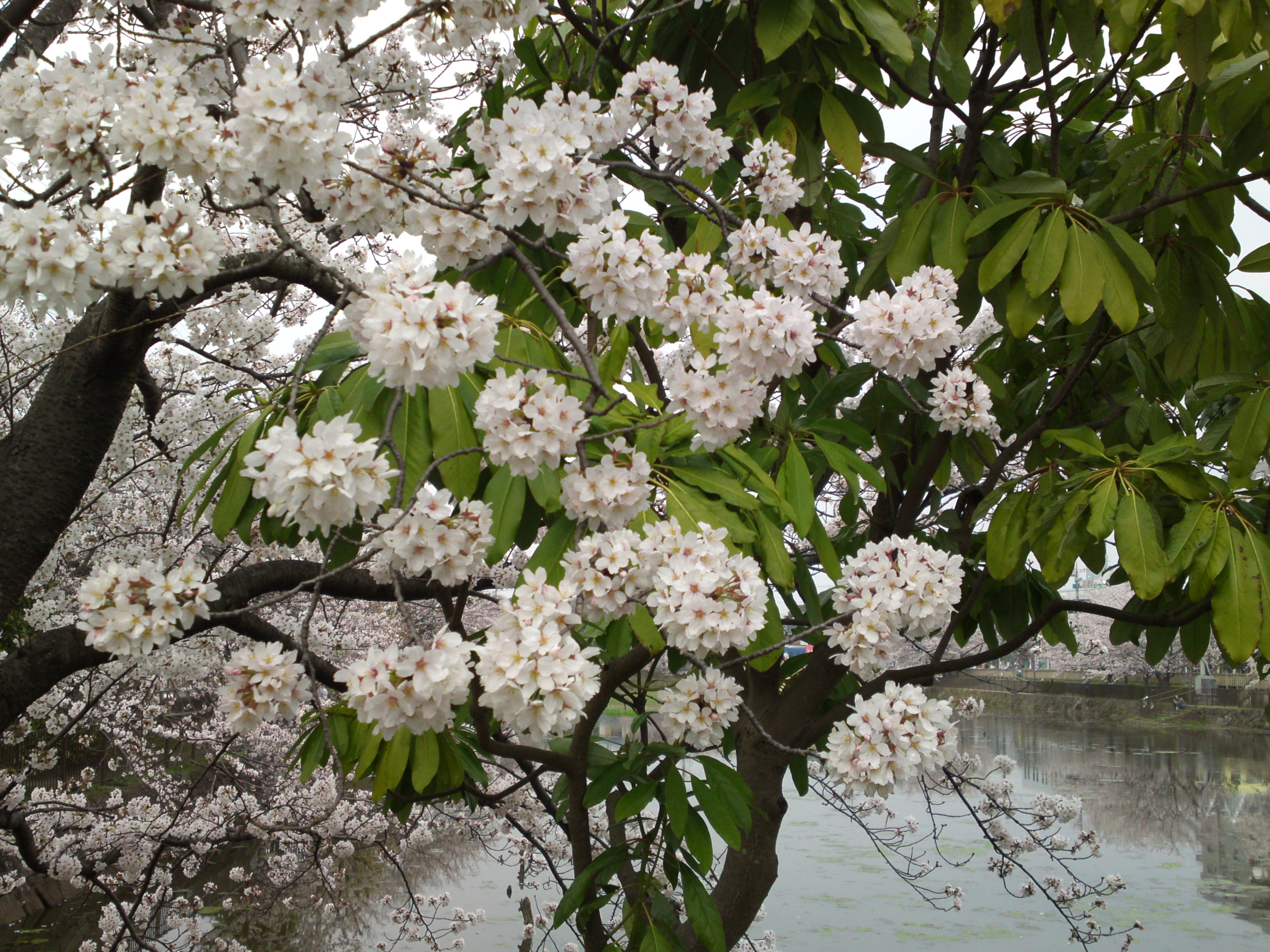 2018年こざと公園咲く桜の花３