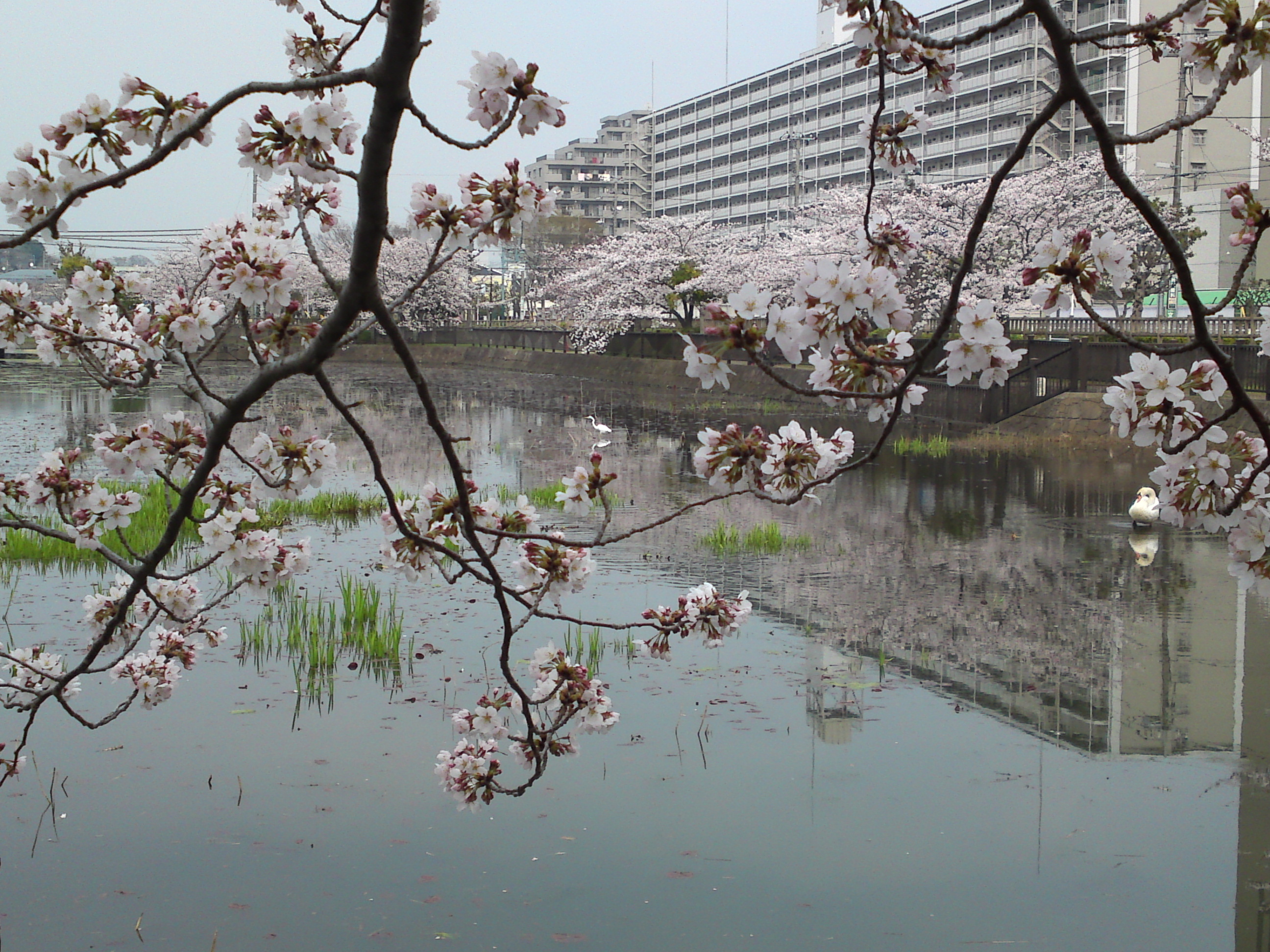 2018年こざと公園咲く桜の花４