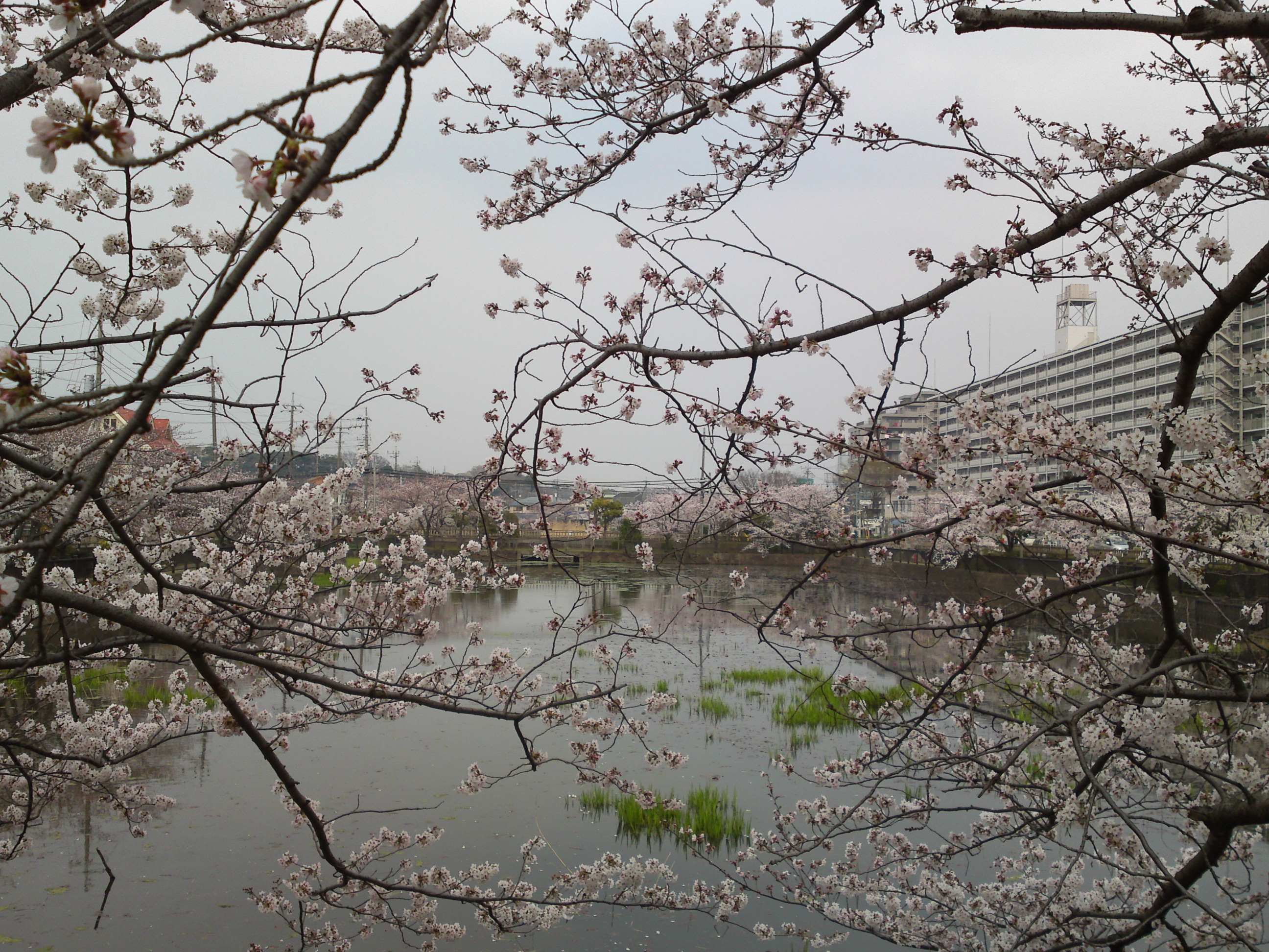 2018年こざと公園咲く桜の花５