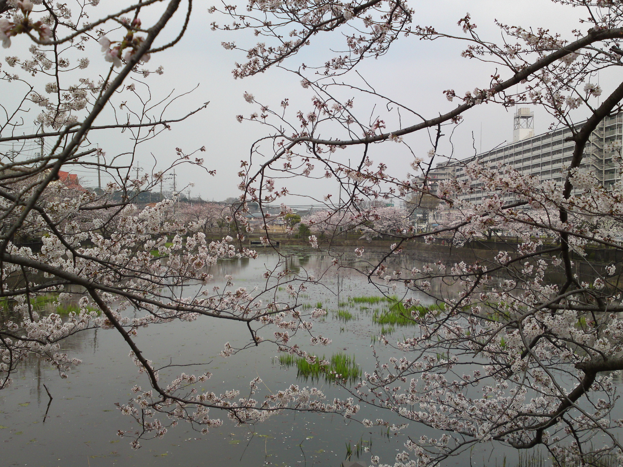 2018年こざと公園咲く桜の花６