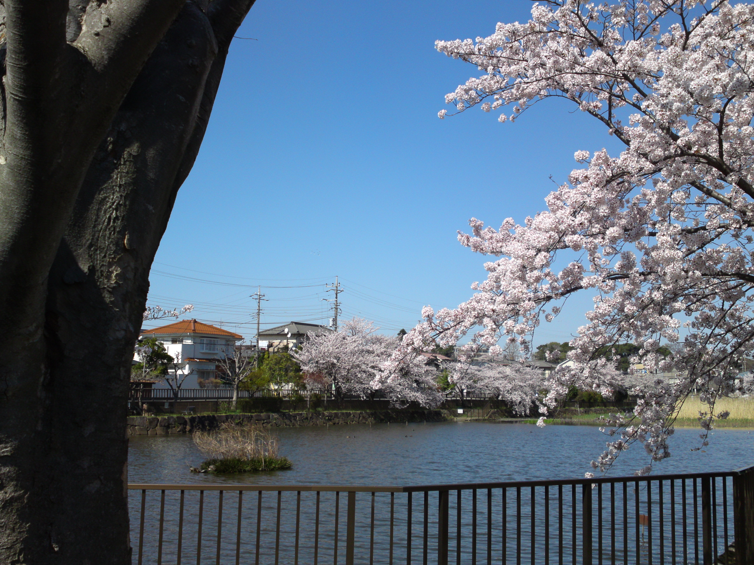 2018年こざと公園咲く桜の花７