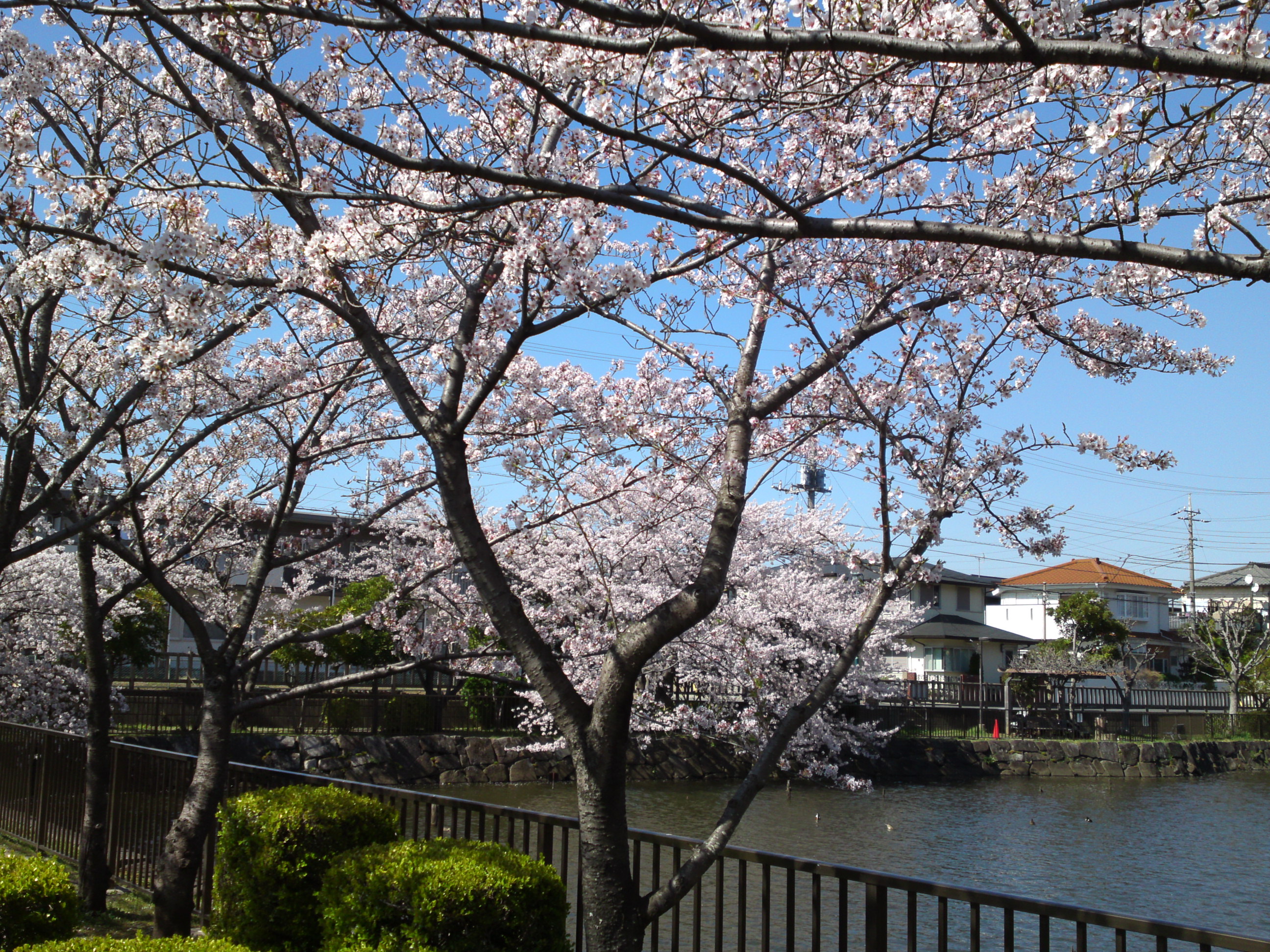 2018年こざと公園咲く桜の花８