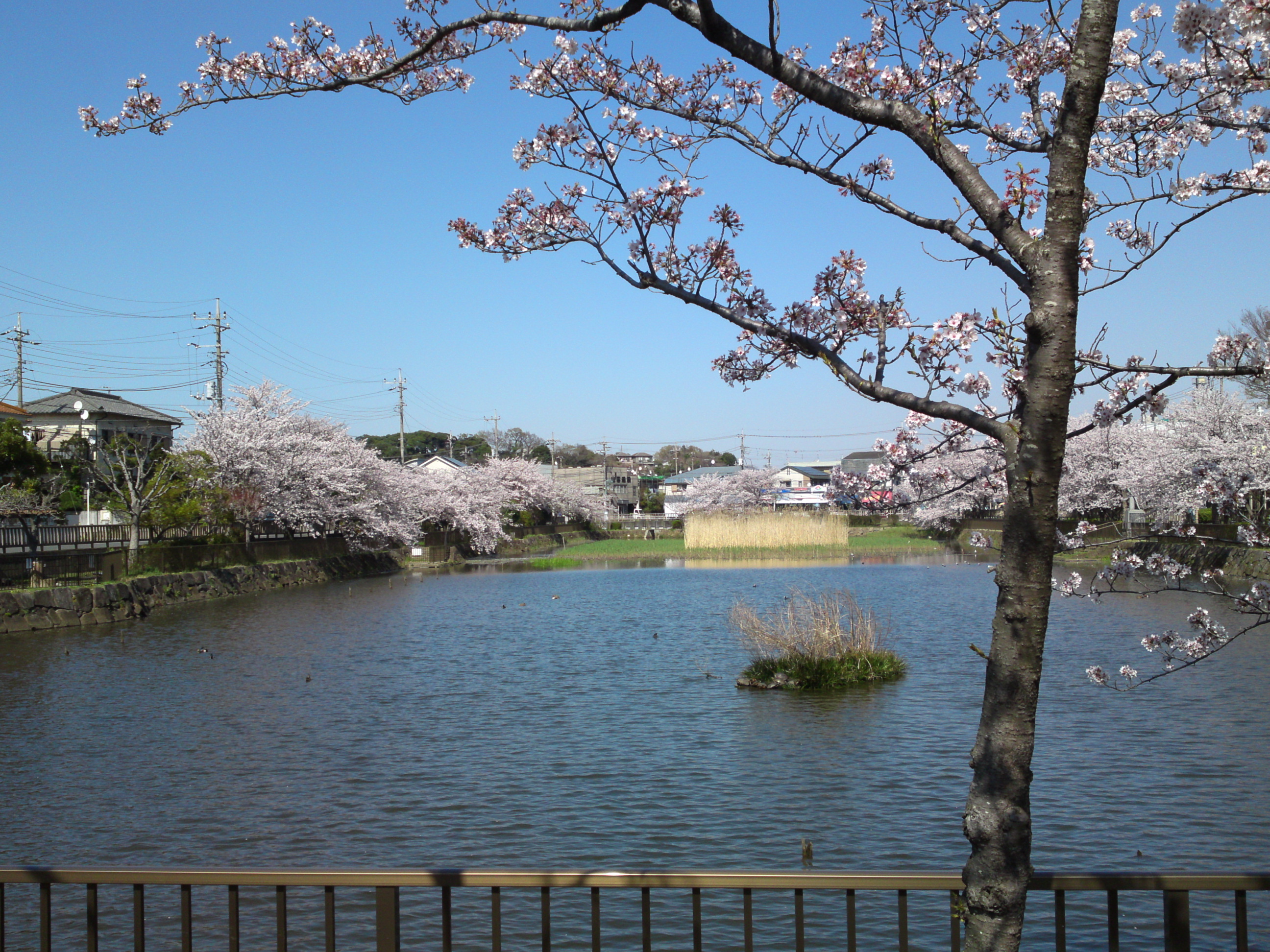 2018年こざと公園咲く桜の花９