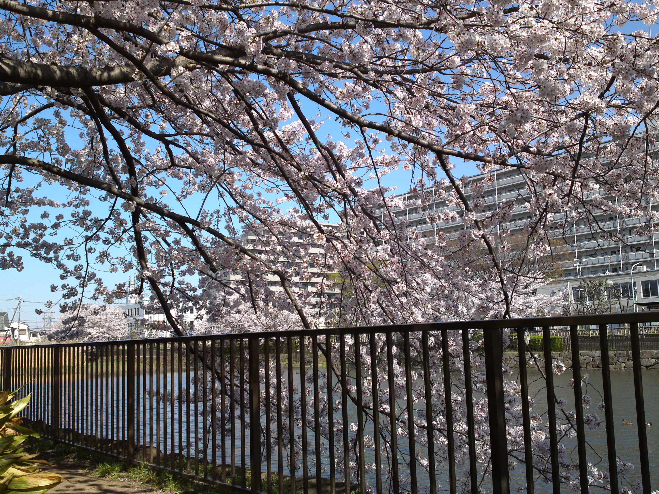 2018年こざと公園咲く桜の花１０