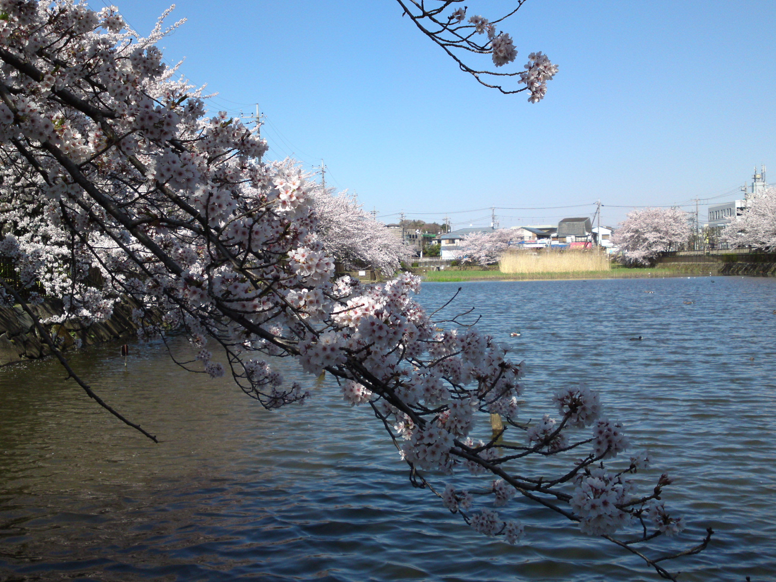 2018年こざと公園咲く桜の花１２