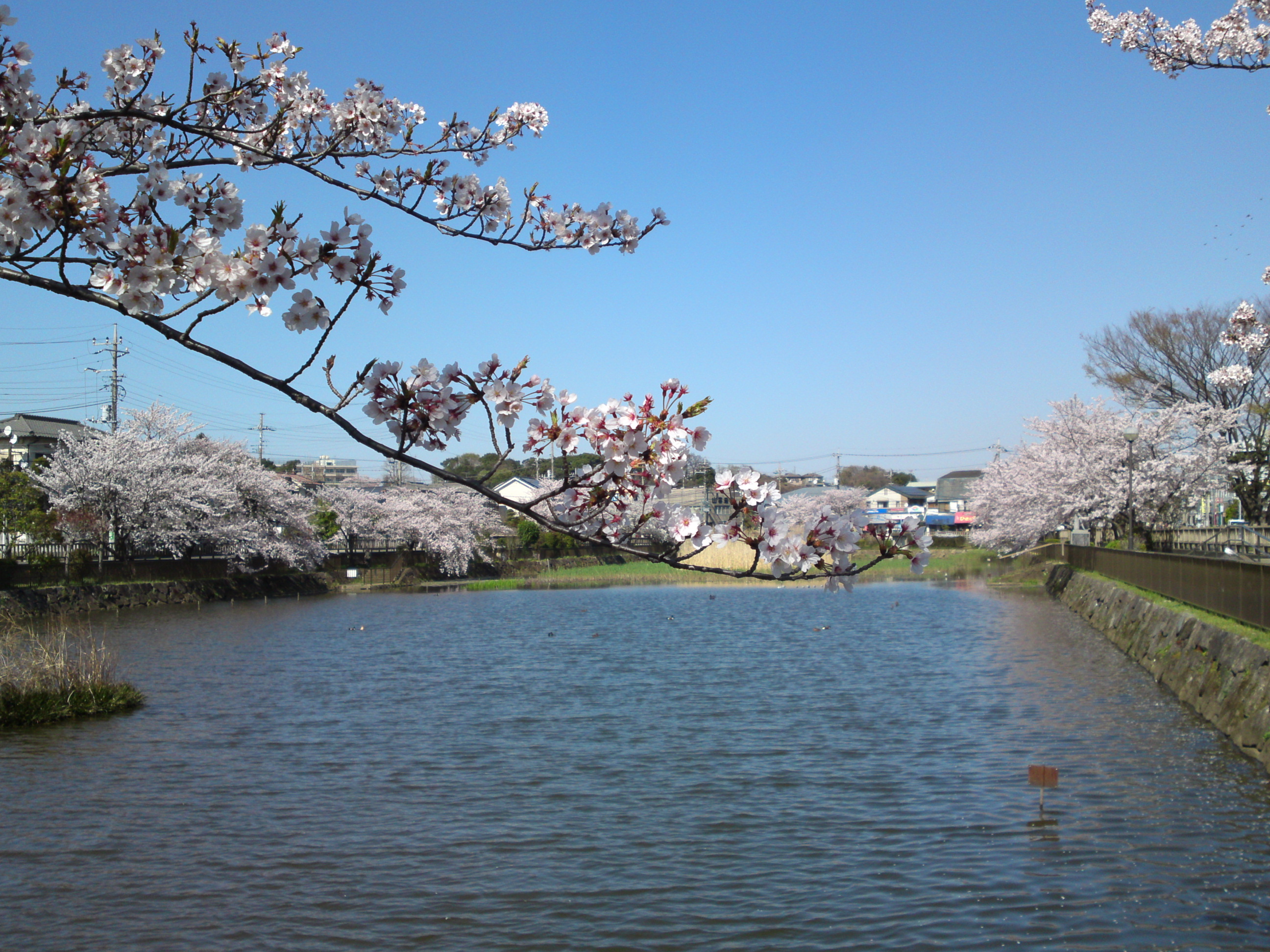 2018年こざと公園咲く桜の花１３