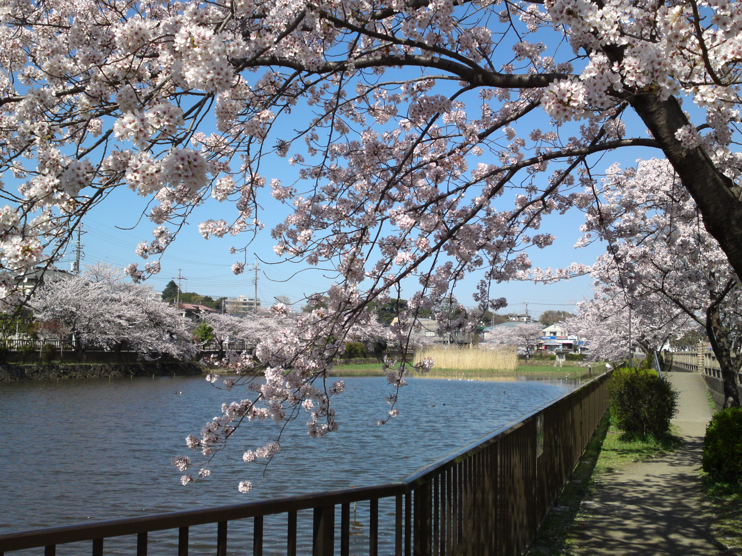 2018年こざと公園咲く桜の花１４