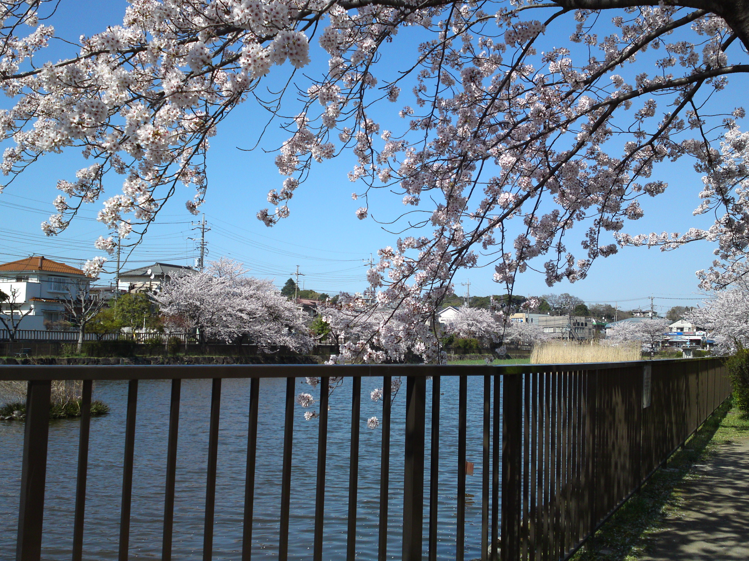 2018年こざと公園咲く桜の花１５