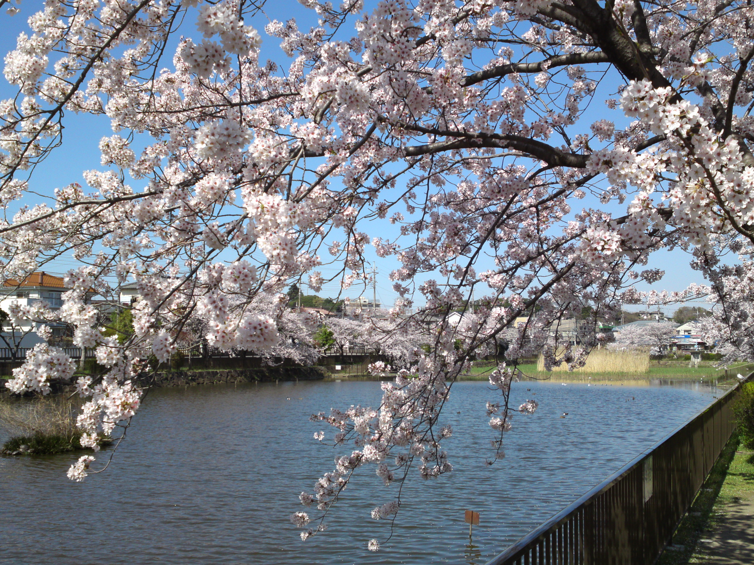 こざと公園に咲く桜の花
