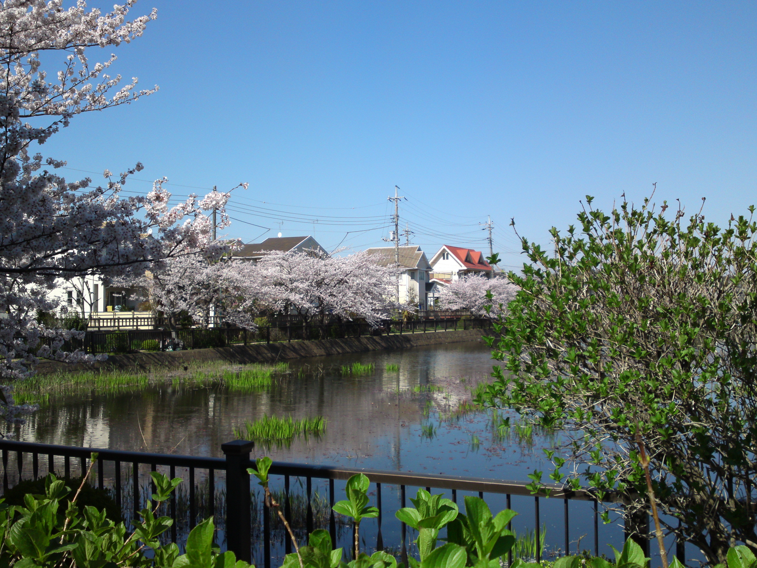 2018年こざと公園咲く桜の花１８