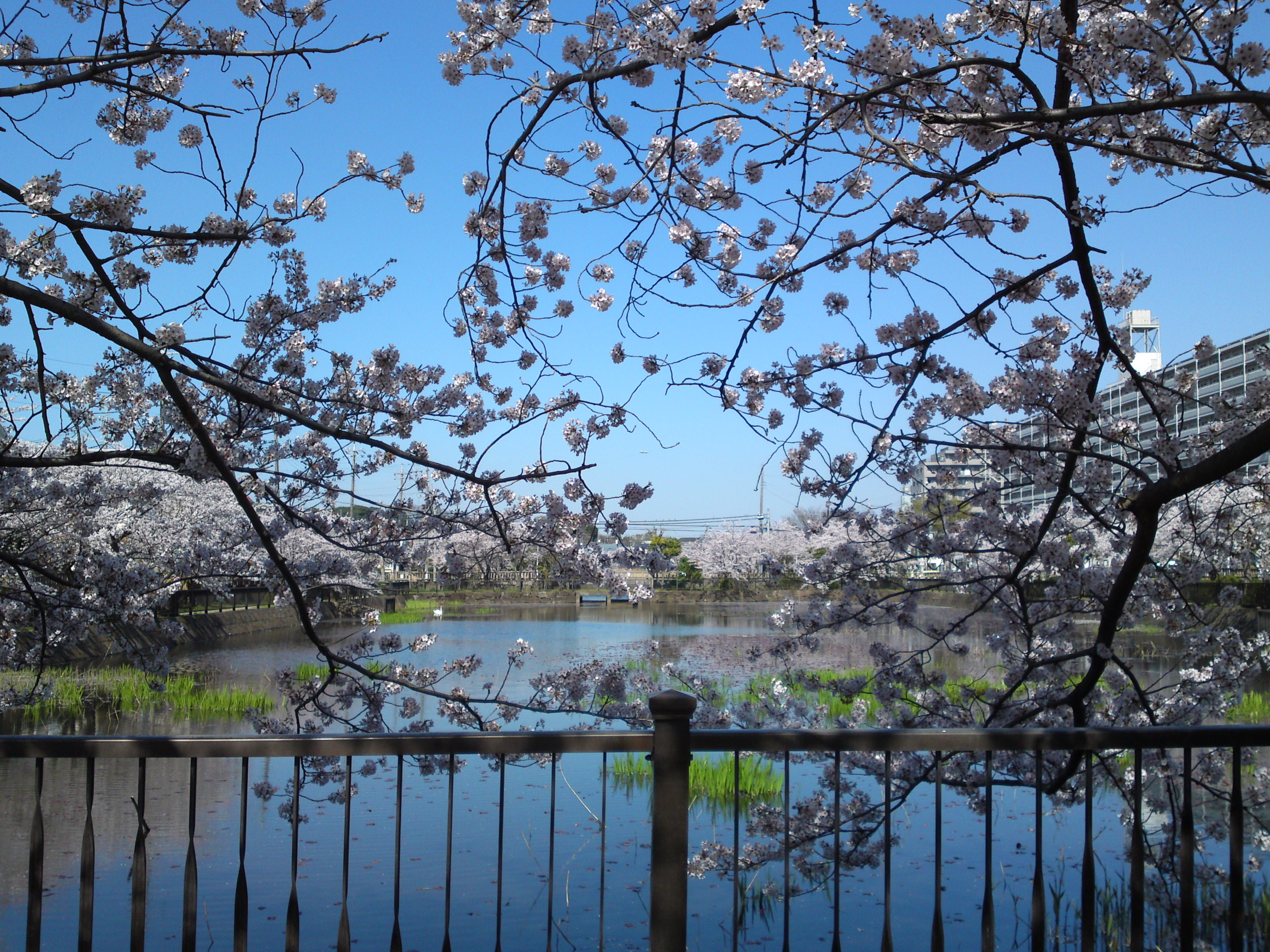 2018年こざと公園咲く桜の花２０
