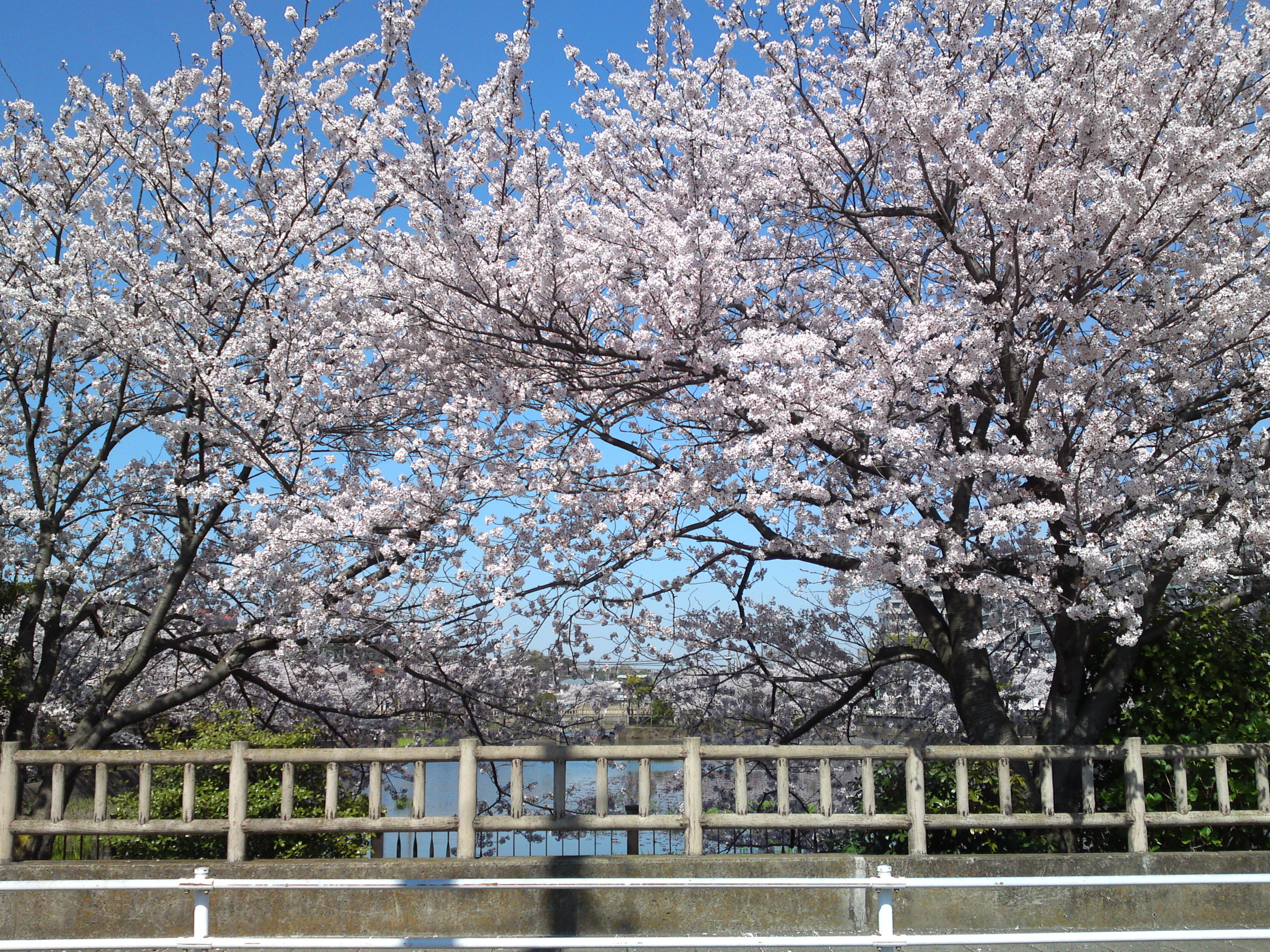 2018年こざと公園咲く桜の花２１