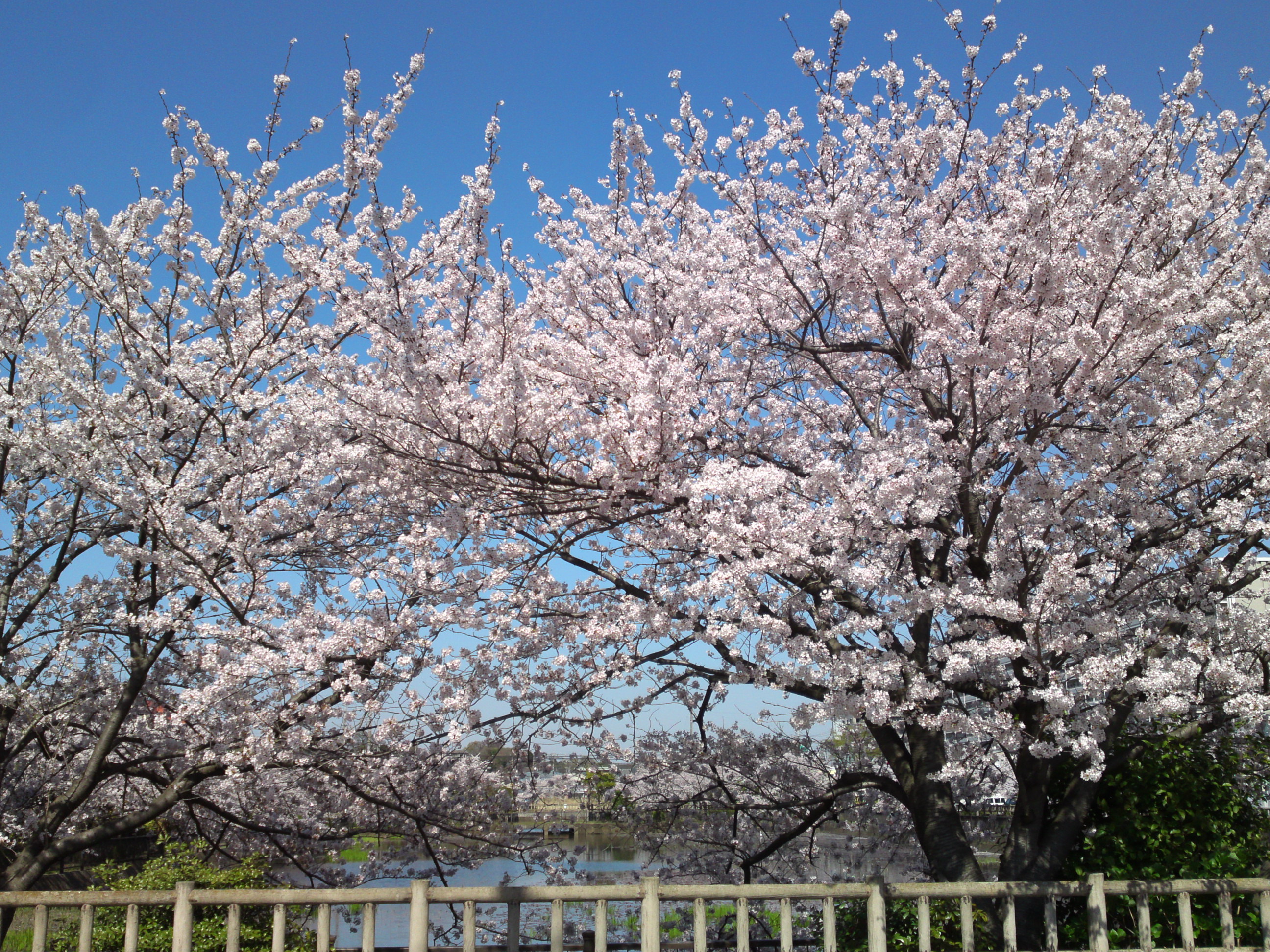 2018年こざと公園咲く桜の花２２