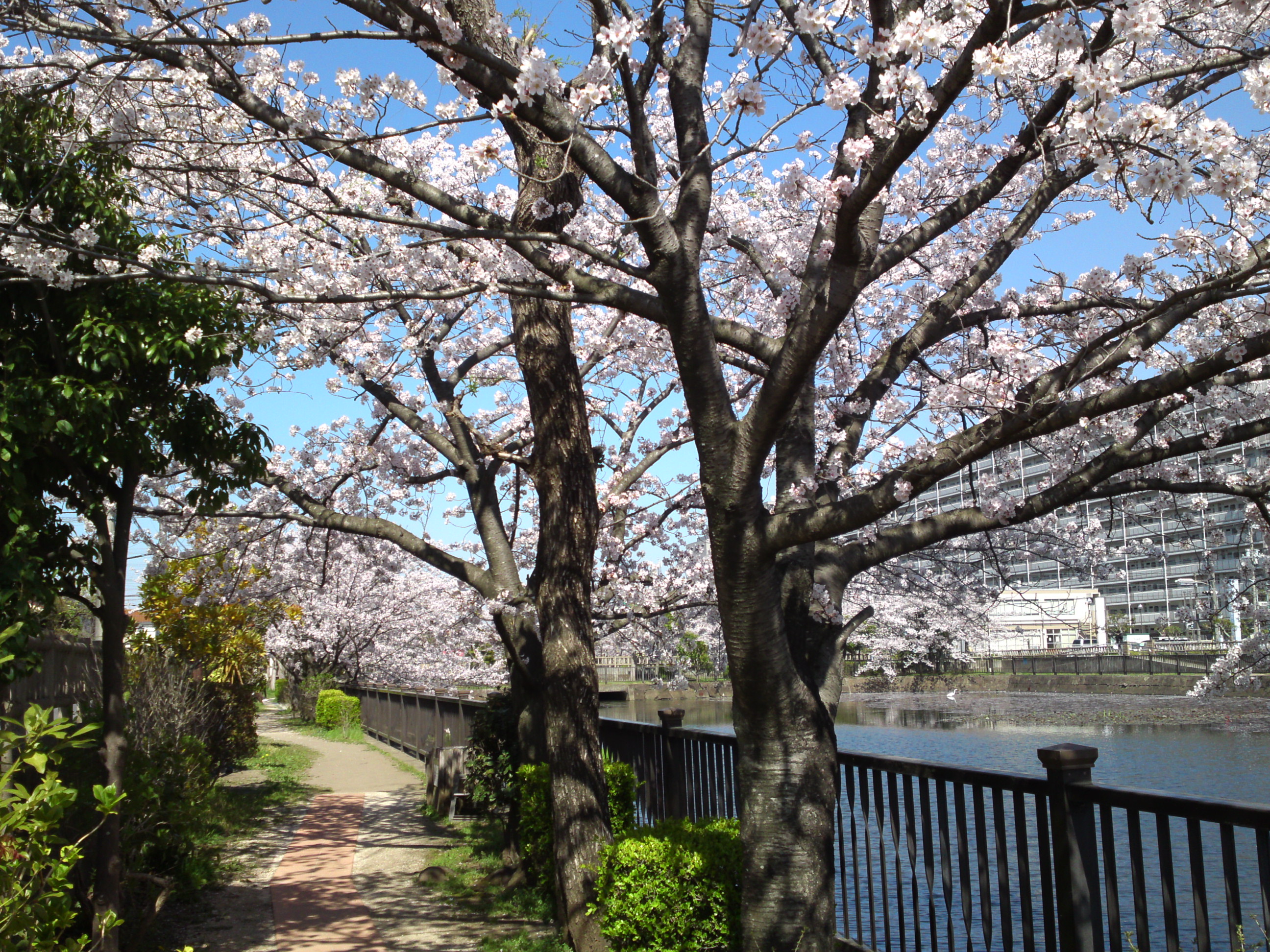 2018年こざと公園咲く桜の花２３