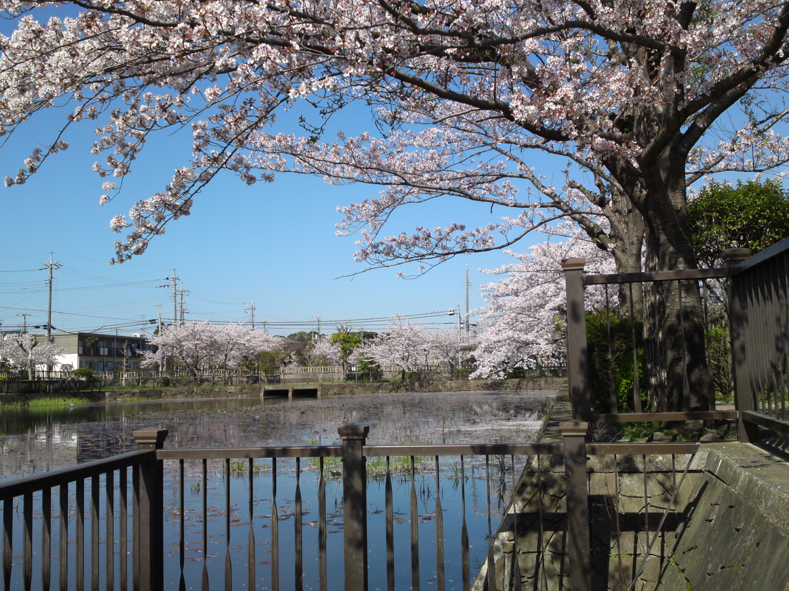 2018年こざと公園咲く桜の花２４