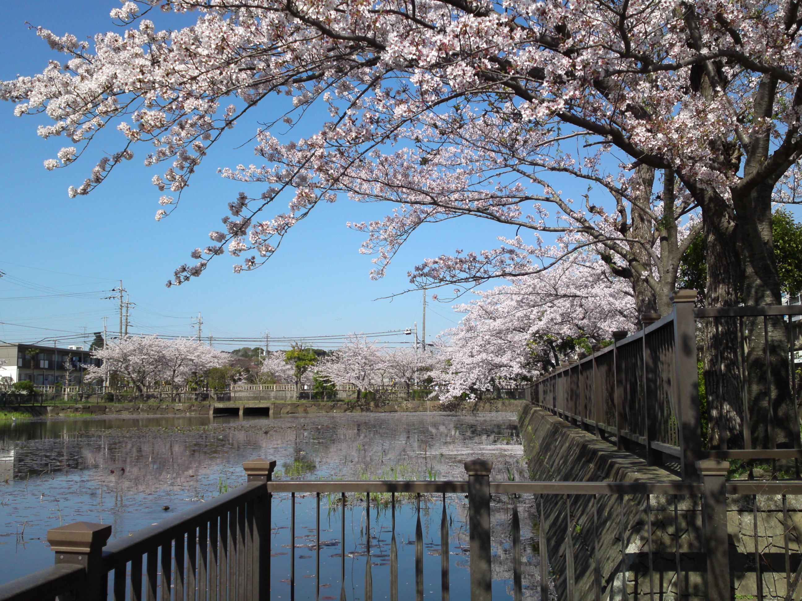 2018年こざと公園咲く桜の花２５