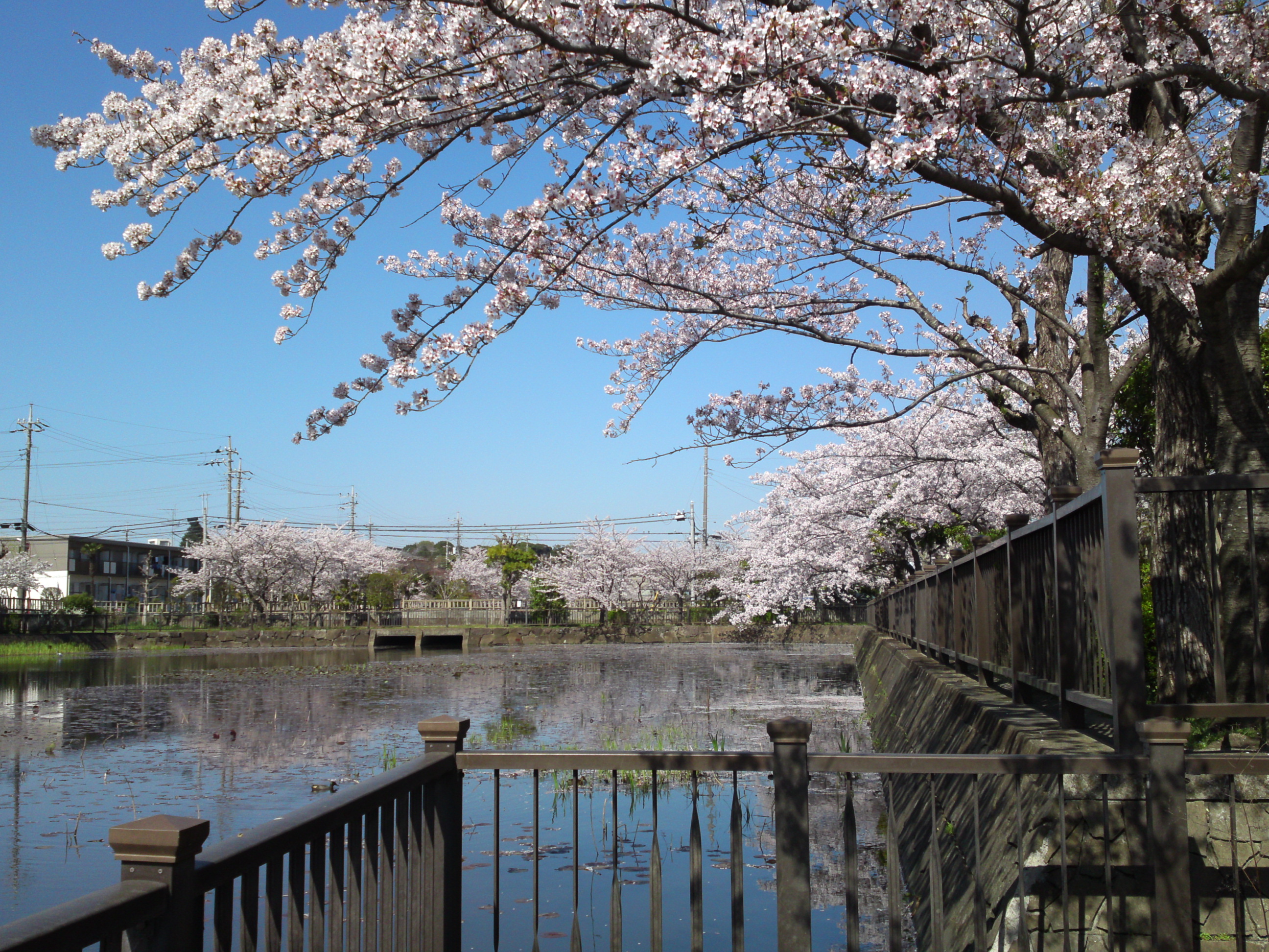 2018年こざと公園咲く桜の花２６