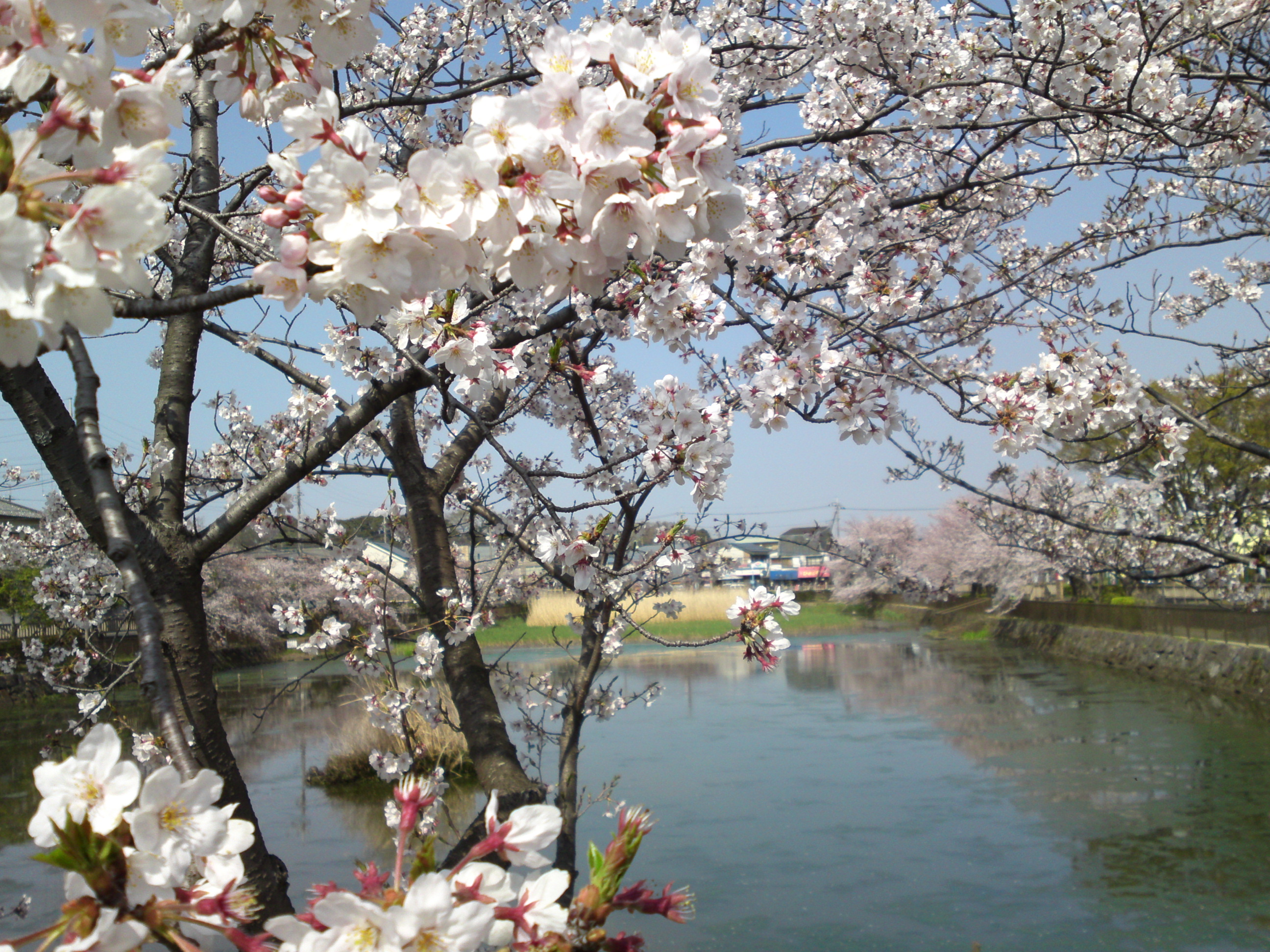 2019年こざと公園咲く桜の花２