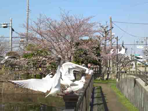 こざと公園に舞う水鳥