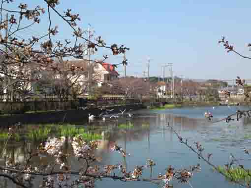 waterfowls flying on the pond