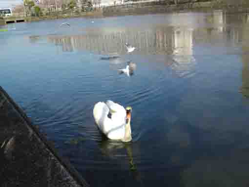 a swan in Kozato Koen Park