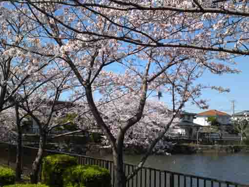 cherry blossoms in the north park