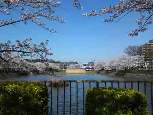 こざと公園に咲く桜２