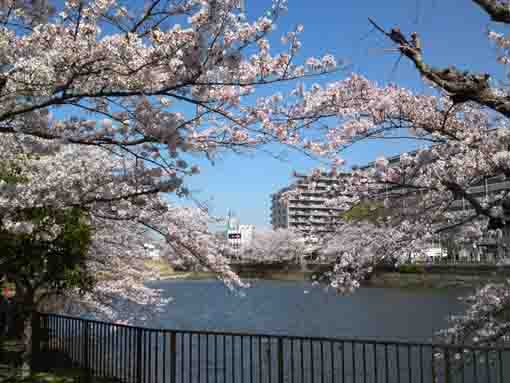 こざと公園に咲く桜３