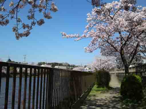 cherry trees surrounding the pond
