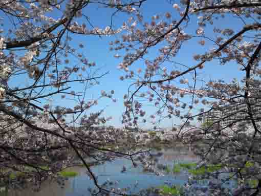 sakura blooming around the pond