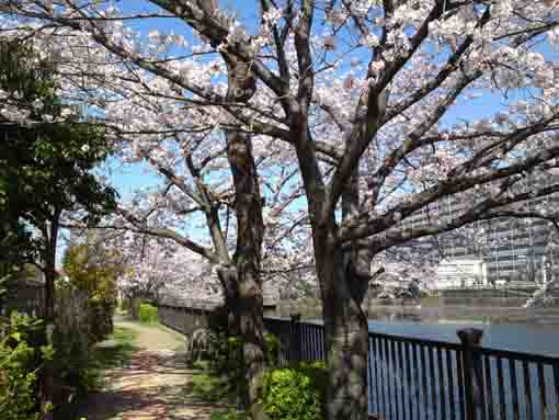 a lined cherry blossoms around the pond