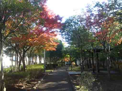 lined maple trees in Kutsurogi no Ie Park
