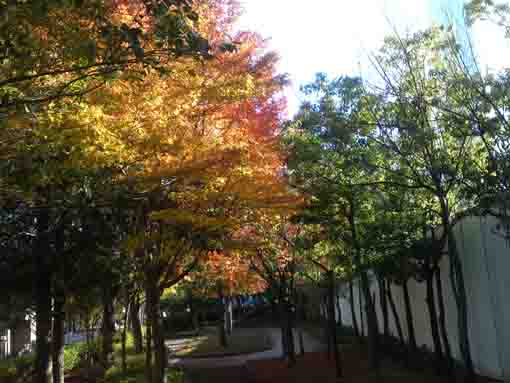 fall in the approach in Kutsurogi no Ike Park