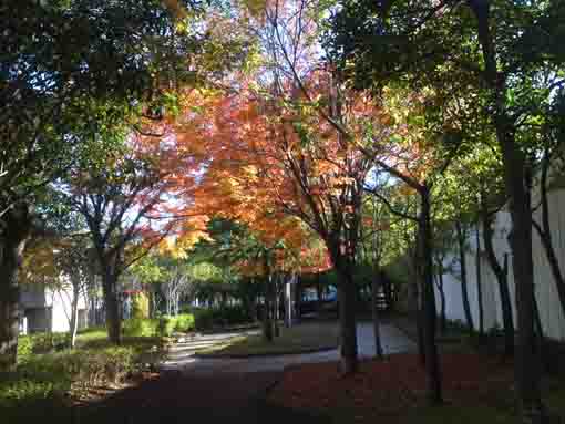 くつろぎの家公園紅葉の絨毯