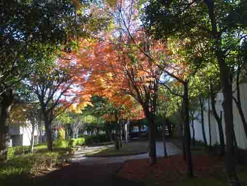 maple leaves under the trees in the park