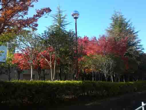 the view of Kutsurogi no Ie Park