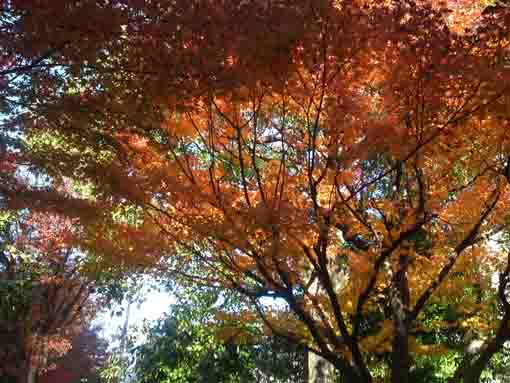 the red waves of leaves in the park