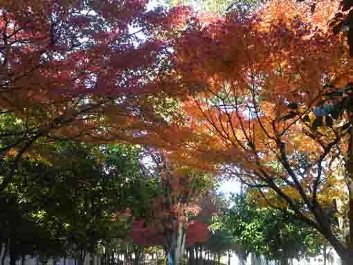 colored leaves like curtains in the park