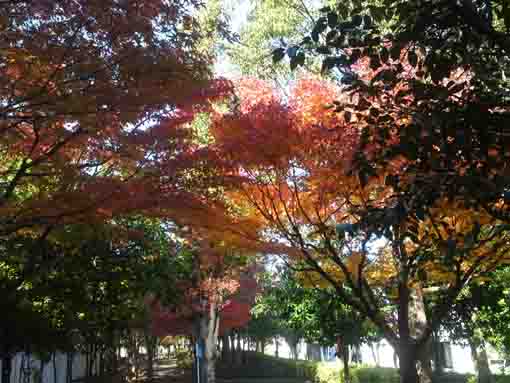 令和元年くつろぎの家公園の紅葉の並木道