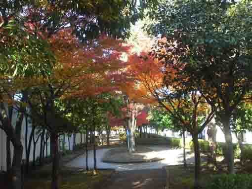 くつろぎの家公園ロータリーの紅葉並木
