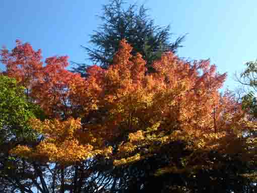 yellow leaves in the blue sky above the park