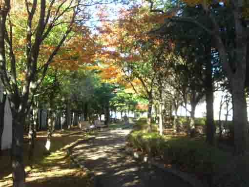 yellow leaves along the path in the park