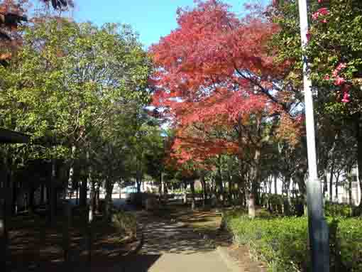 red leaves along the path in Kutsurogi no Ie
