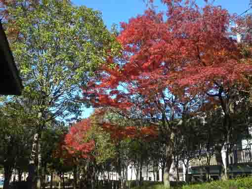 青空とくつろぎの家公園真っ赤な紅葉