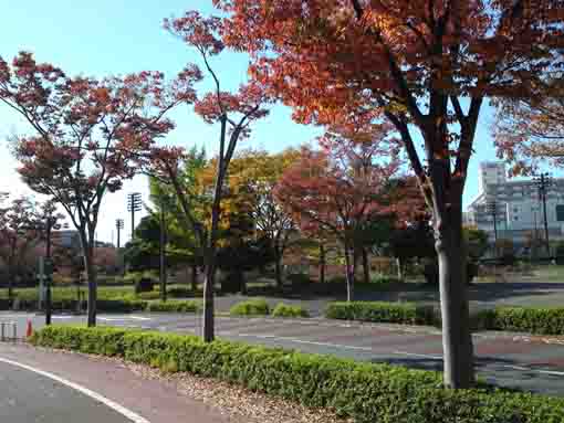 大島小松川公園前からの秋の風景