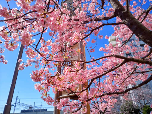 令和６年旧利根川河川敷満開の河津桜１