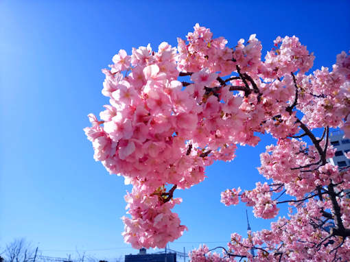 令和６年旧利根川河川敷満開の河津桜２