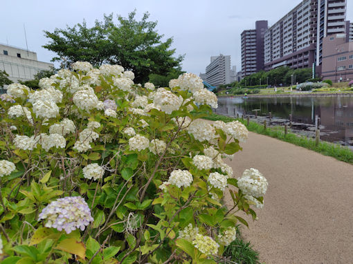 令和8年初夏古川親水公園に咲く紫陽花の花1