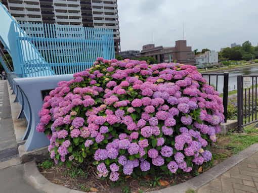 令和8年旧中川の紫陽花